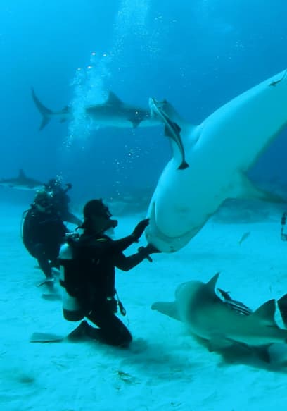 S01:E03 - Tiger Sharks poster