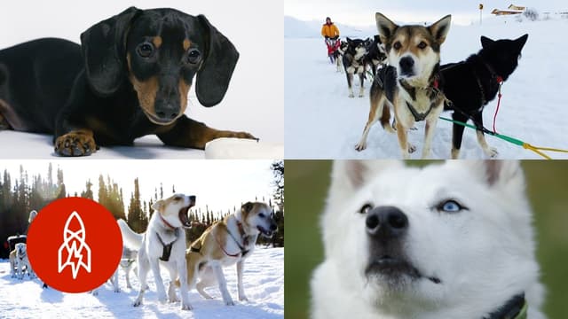 S01:E12 - Top Dogs and Reptiles