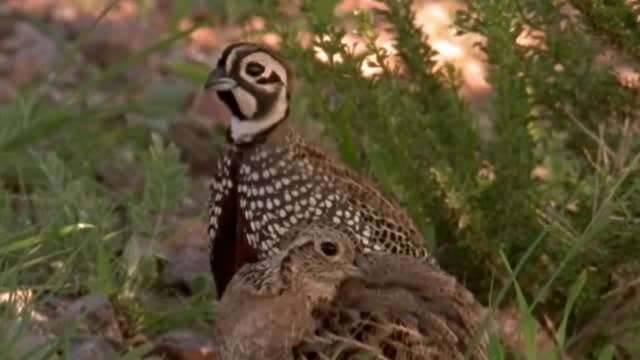 S06:E603 - Pretty as a Quail