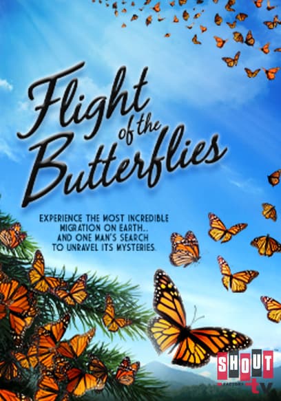 Flight of the Butterflies