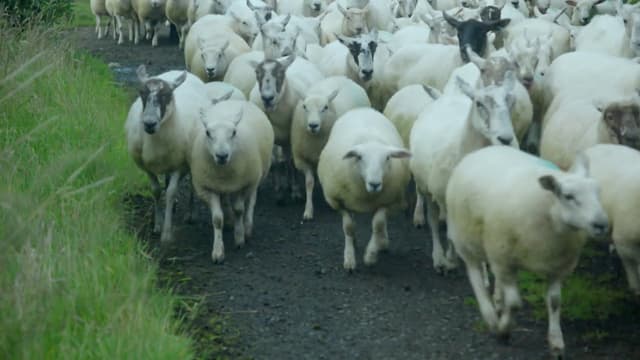 S01:E19 - Boat of Garten, Bamburgh, Grasmere, and Embo