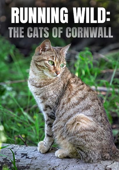 Running Wild: The Cats of Cornwall