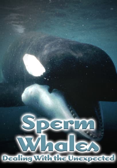 Sperm Whales: Dealing With the Unexpected