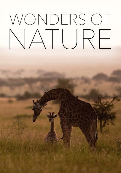 S01:E05 - On the Move