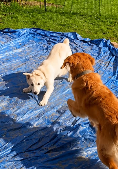S01:E06 - Nobody Could Handle this Hyper-Active Rescue Puppy... Our Golden Retriever Was His Last Chance poster