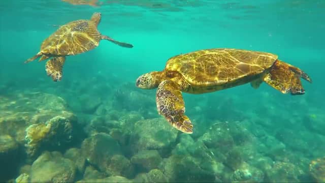 S02:E07 - Surrounded by Killer Whales