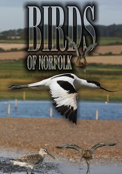 Birds of Norfolk