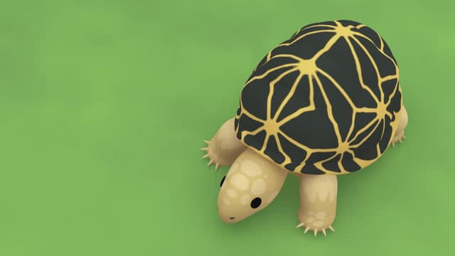 S01:E44 - Indian Star Tortoise