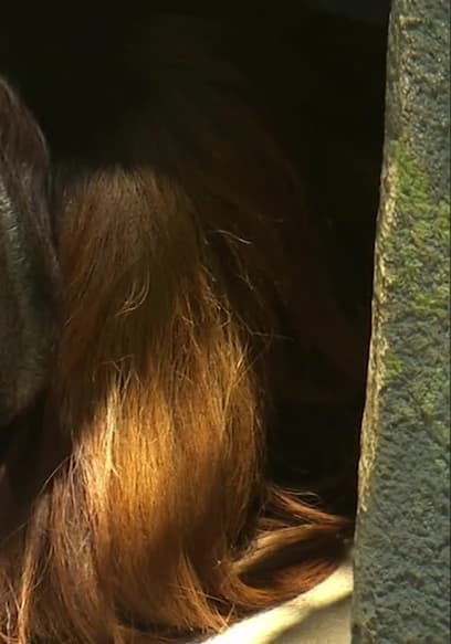 S03:E20 - Canine, Feline, Equine poster
