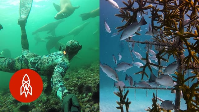 S01:E08 - Ocean Friends