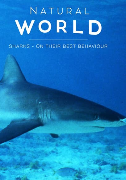 Natural World: Sharks - on Their Best Behaviour poster