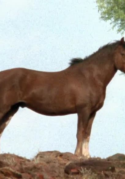 S01:E04 - Brumby poster