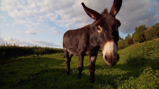 S01:E12 - Teddy Community Donkey