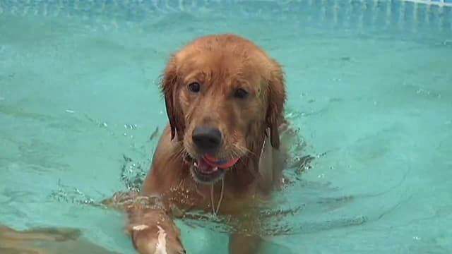 S01:E03 - Dog lovers y Bicis