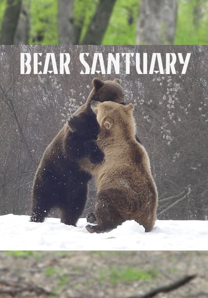 Bear Sanctuary