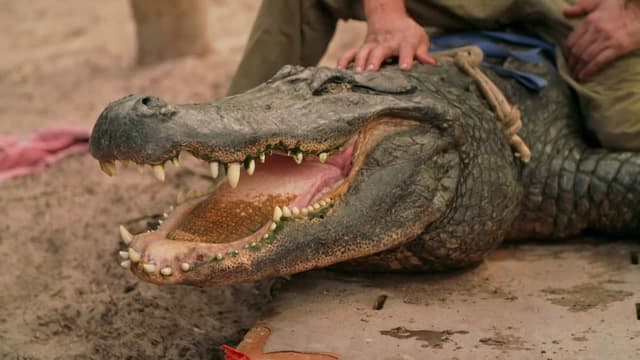 S01:E04 - Dog Tails and Crocodile Jaws