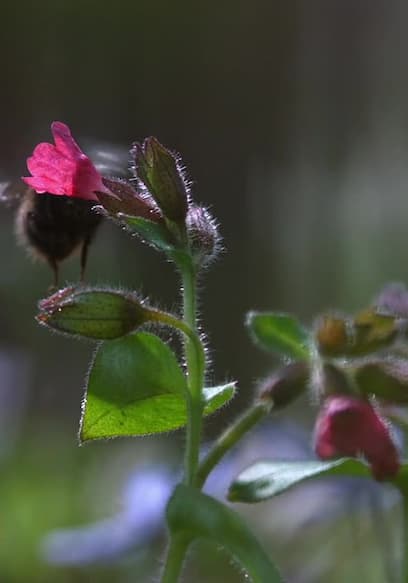 S01:E01 - Wild Bees poster