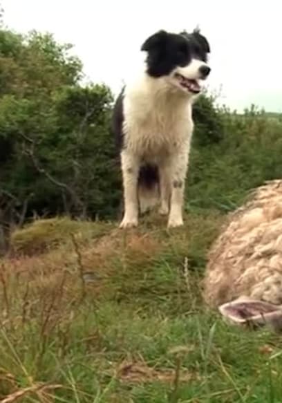 S01:E04 - Ewe and Eye poster