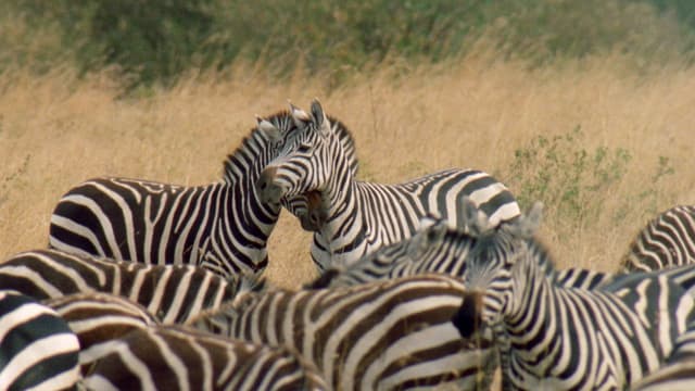 S01:E03 - Maestros del disfraz