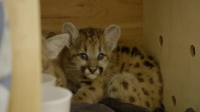 S04:E06 - Cougar Cub Rescue