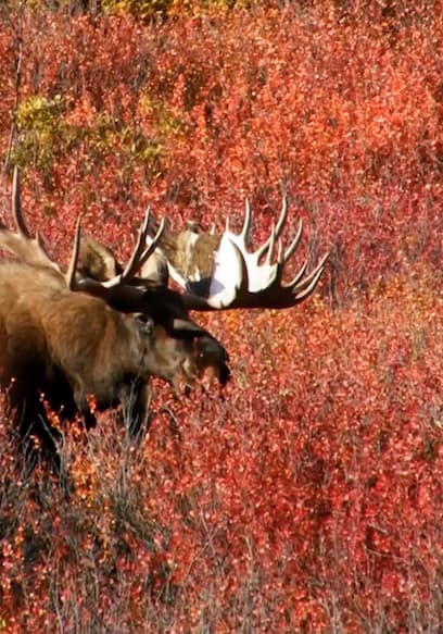Watch Jim Shockey's Hunting Adventures S09:E25 - The Biggest Moose Jim ...
