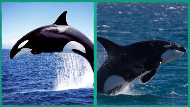 S01:E10 - Nature's Weirdest Mysteries Explained: Sharks, Dolphins, and Orcas Compilation