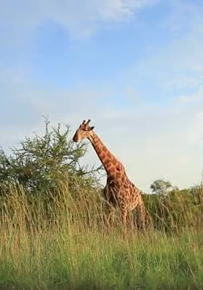 S01:E14 - Giraffe poster