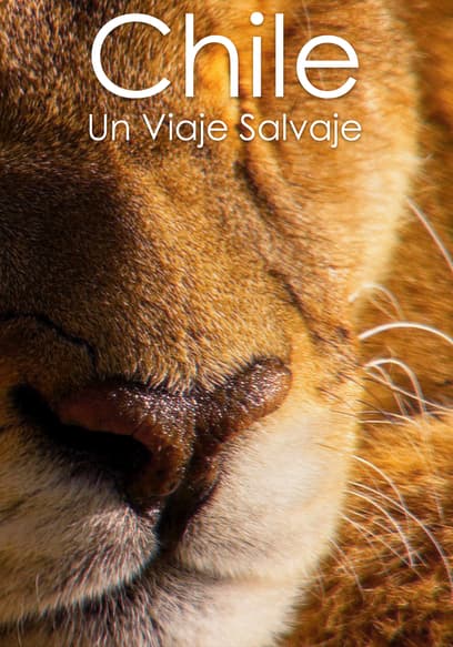 Chile: Un Viaje Salvaje
