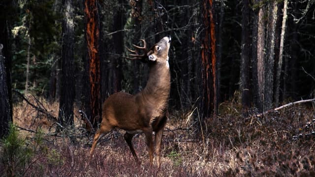 S15:E07 - A Fall Whitetail Season