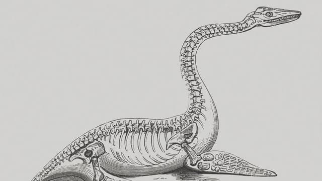 S01:É07 - S01:E07 - Ogopogo