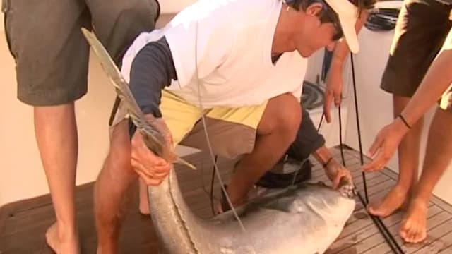 S01:É17 - S01:E17 - Amokura & the Kings