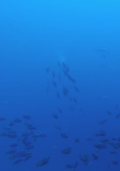 S01:E15 - The Reef's Got Talent poster