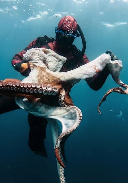 S01:E03 - We Caught a New World Record Octopus poster