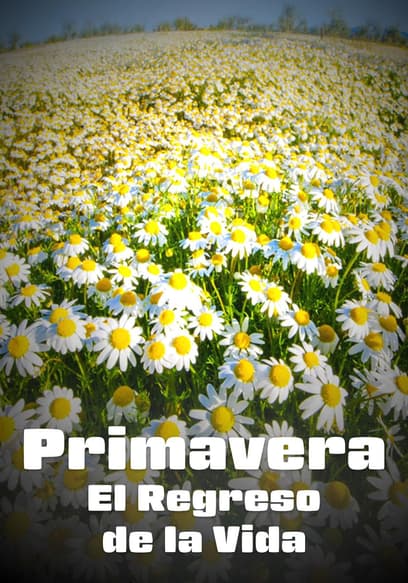 Primavera: El Regreso De La Vida