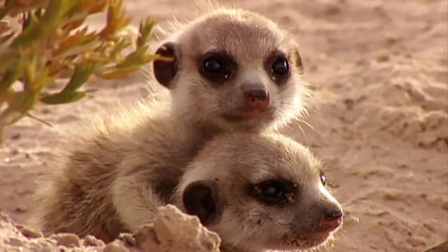 S01:E04 - Revolution