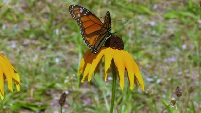 S01:E06 - Migración