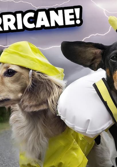 S01:E07 - Hurricane Dogs Too Smart Bachelor Dog poster