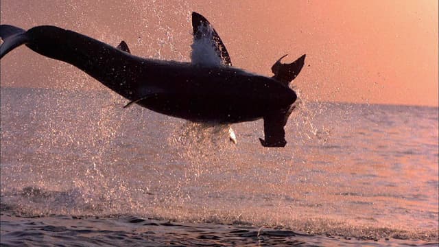 S01:E04 - Monster of Bird Island