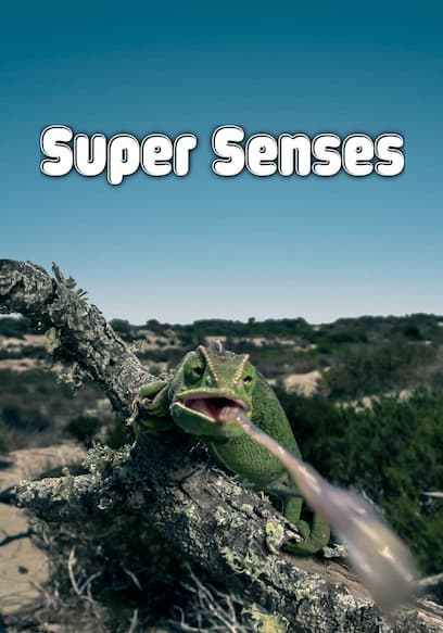 Super Senses poster