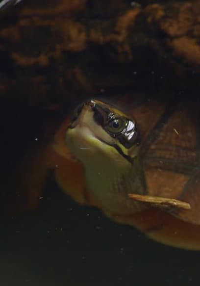 Watch The Zoo S03:E09 - Grumpy Cats' New Digs - Free TV Shows | Tubi