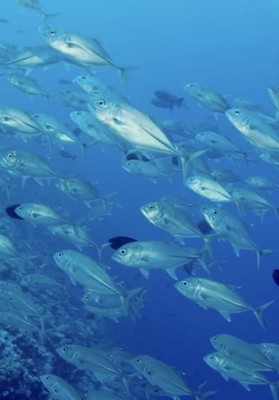 S01:E07 - Sharks at Palau’s Blue Corner poster