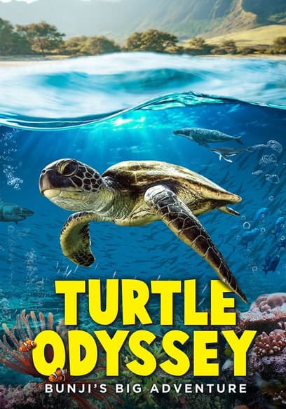 Turtle Odyssey