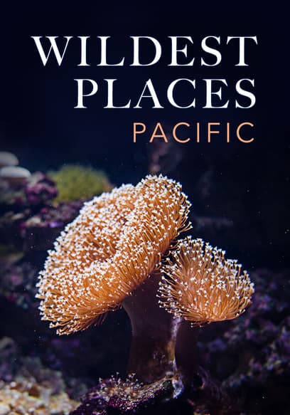 S01:E03 - The Great Barrier Reef