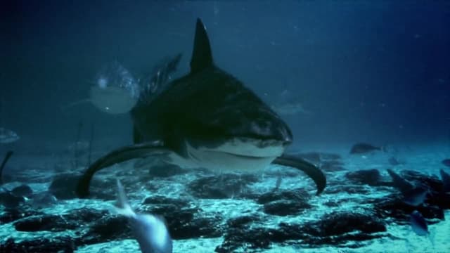 S01:E06 - Freshwater Shark