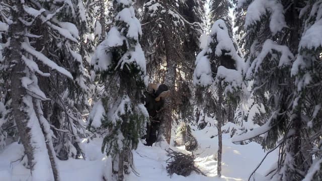 S09:E11 - Fight, Flight or Freeze