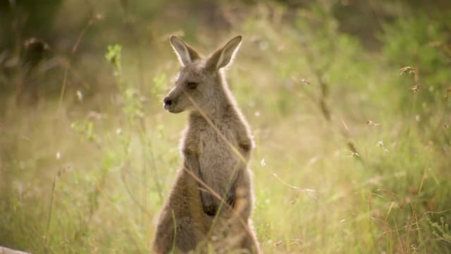 S01:E03 - Koala Country