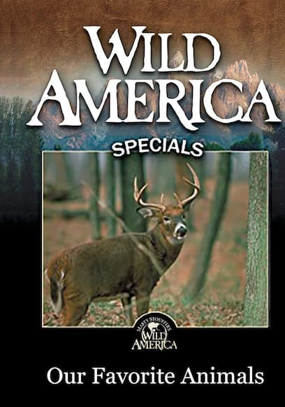 Our Favorite Animals