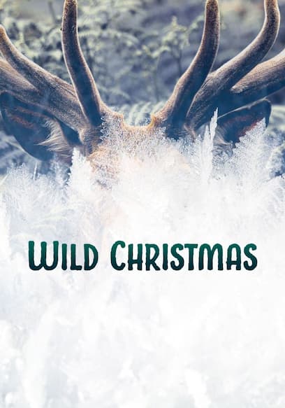 Wild Christmas poster