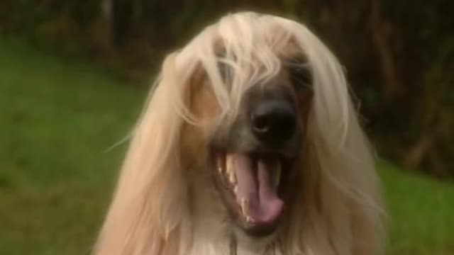 S01:E07 - Afghan Hounds