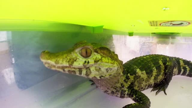 S01:E04 - Rocks and Crocs